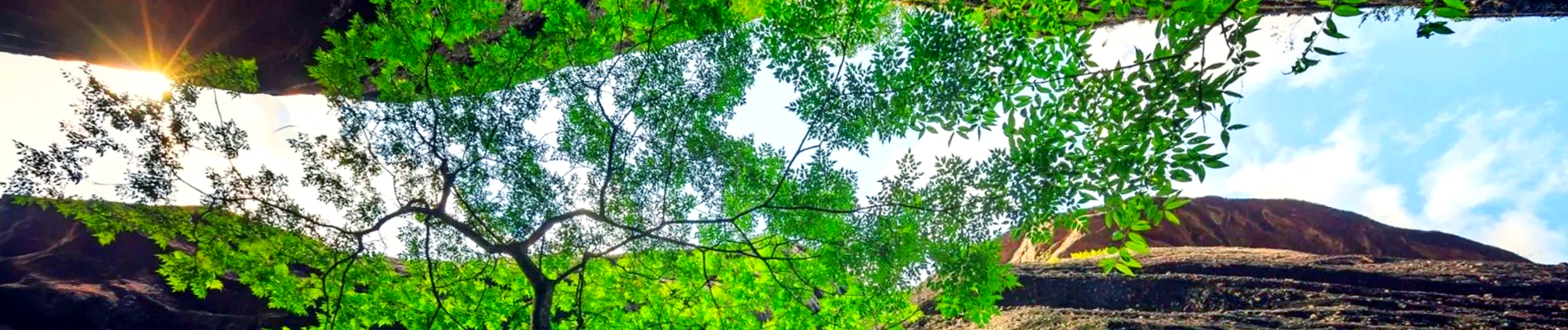 환경 보호 타로 칩