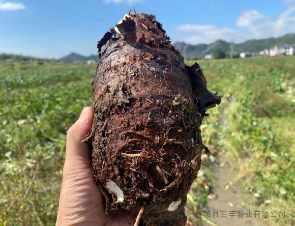 좋은 수확을 기원합니다!