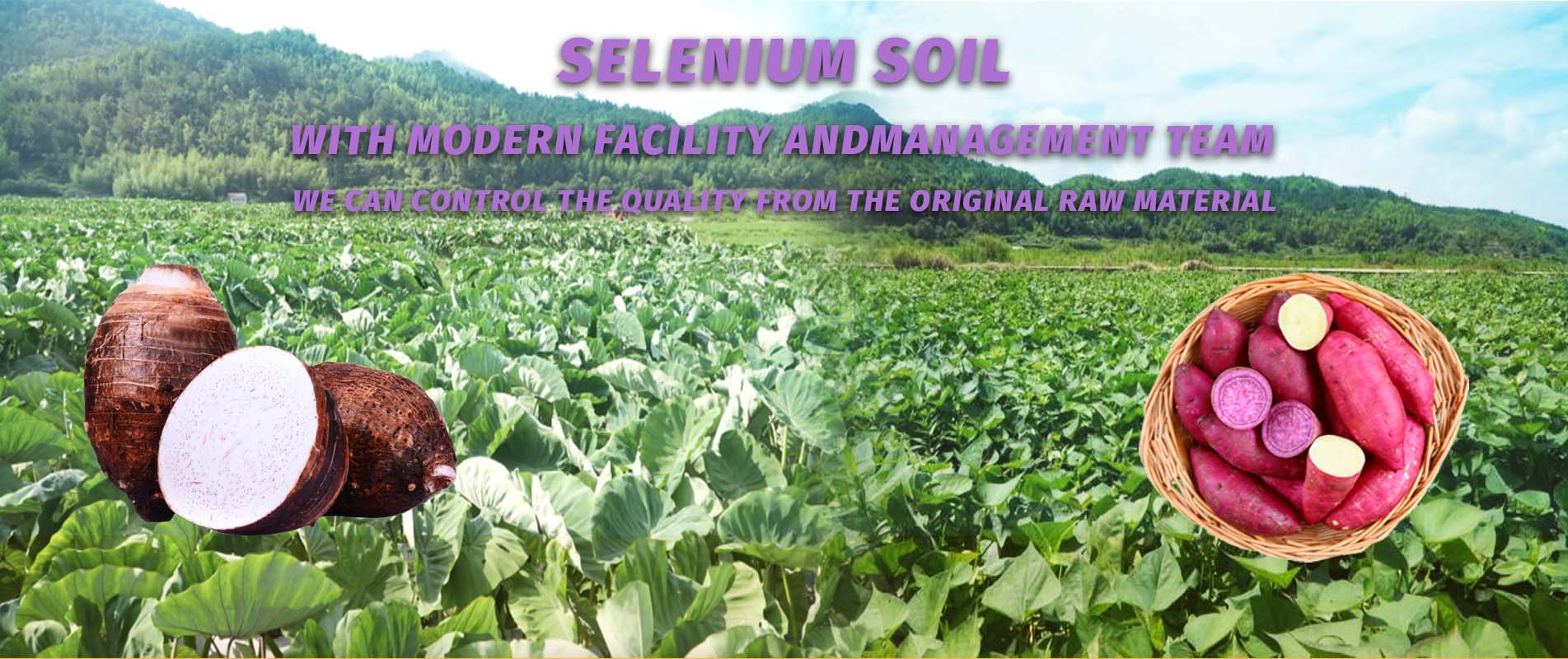 감자 제품 농장